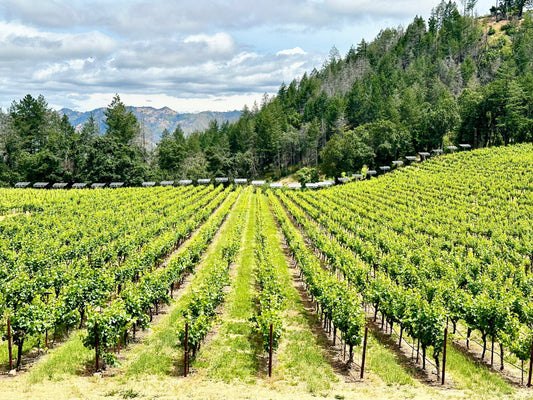 12月13日 (土) 12時開始 カリフォルニアワイン-テイスティングイベント, 今すぐご予約を!/ CALIFORNIA WINE TASTING EVENT – SATURDAY, DEC 13 AT 12:00 PM RESERVE NOW!