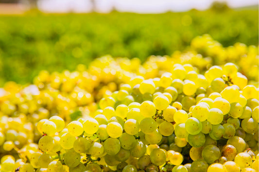 6月28日 (土) 12時開始 カリフォルニアワイン-テイスティングイベント, 今すぐご予約を!/ CALIFORNIA WINE TASTING EVENT – SATURDAY, JUNE 28 AT 12:00 PM RESERVE NOW!