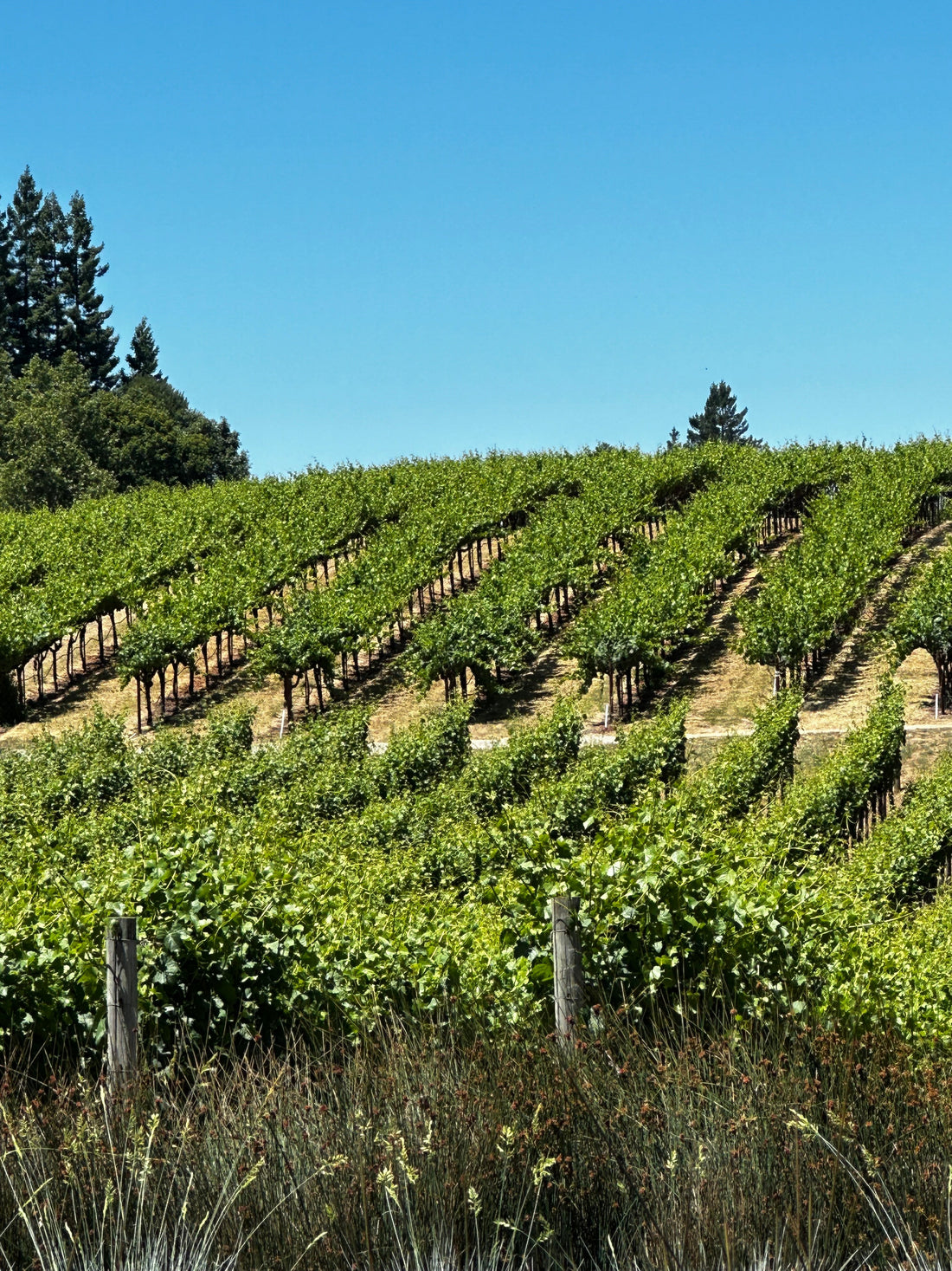 4月25日 (土) 開催 カリフォルニアワイン-テイスティングイベント, 今すぐご予約を！/ CALIFORNIA WINE TASTING EVENT – SATURDAY, APR 25 AT 12:00 PM RESERVE NOW!