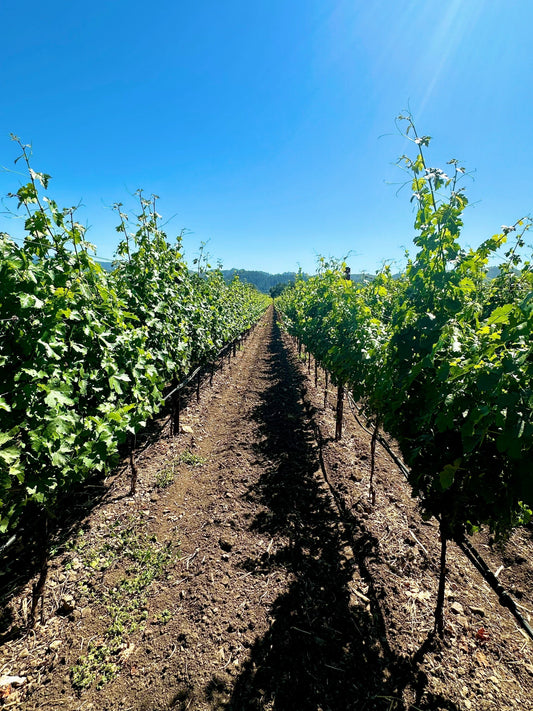 2月21日 (土) 開催 カリフォルニアワイン-テイスティングイベント, 今すぐご予約を！/ CALIFORNIA WINE TASTING EVENT – SATURDAY, FEB 21 AT 12:00 PM RESERVE NOW!