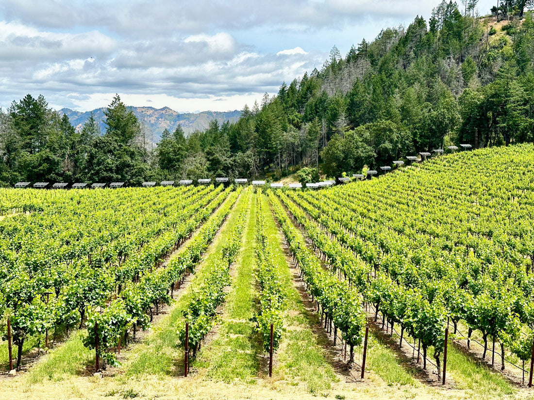 12月13日 (土) 12時開始 カリフォルニアワイン-テイスティングイベント, 今すぐご予約を！/ CALIFORNIA WINE TASTING EVENT – SATURDAY, DEC 13 AT 12:00 PM RESERVE NOW!
