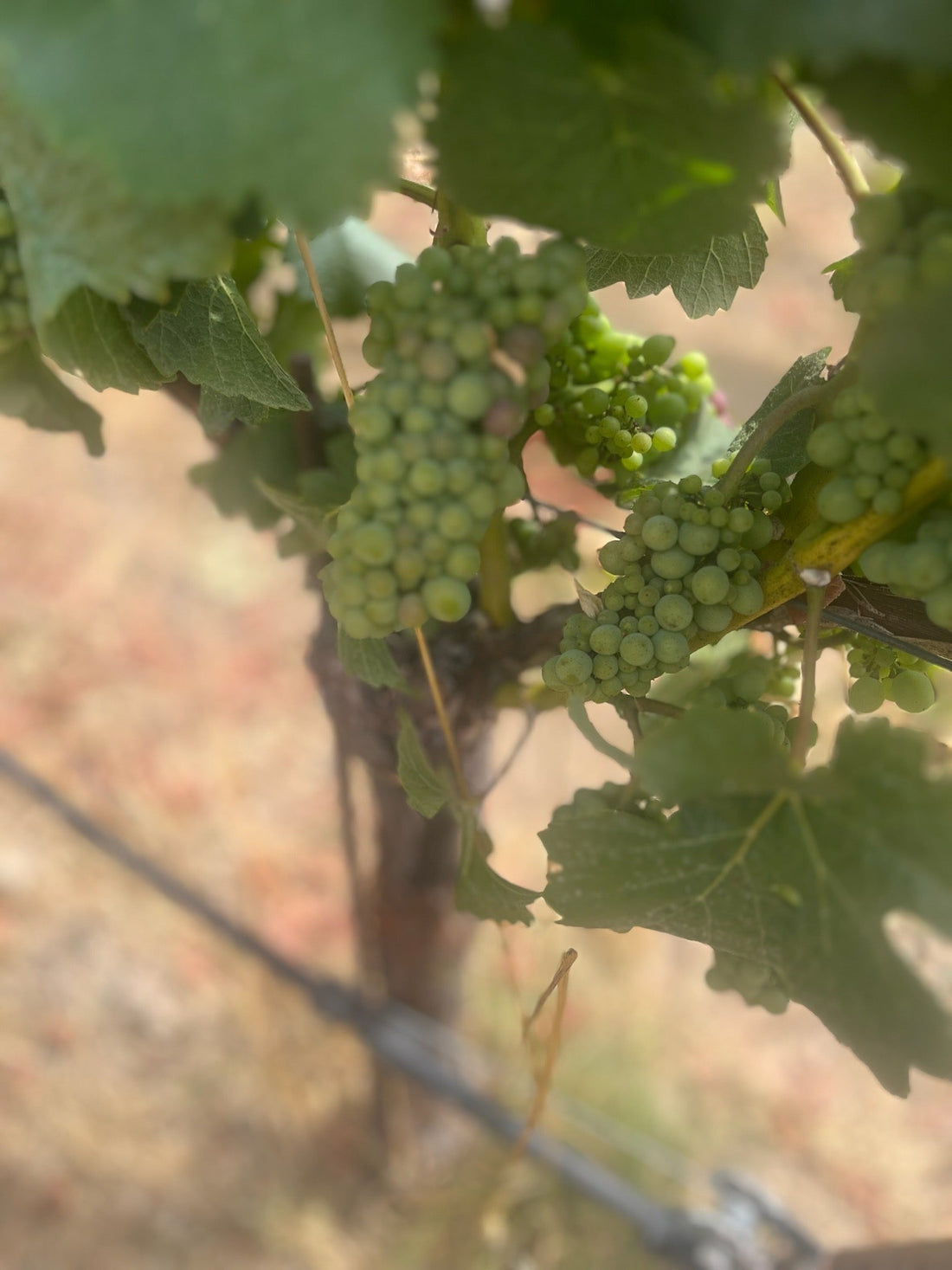 5月23日 (土) 開催 カリフォルニアワイン-テイスティングイベント, 今すぐご予約を！/ CALIFORNIA WINE TASTING EVENT – SATURDAY, MAY 23 AT 12:00 PM RESERVE NOW!